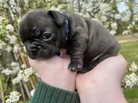 LUNA, a female French Bulldog for sale in Asheboro, NC – Photo 4 of 8