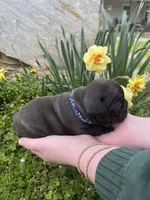 LUNA, a female French Bulldog for sale in Asheboro, NC – Photo 7 of 8