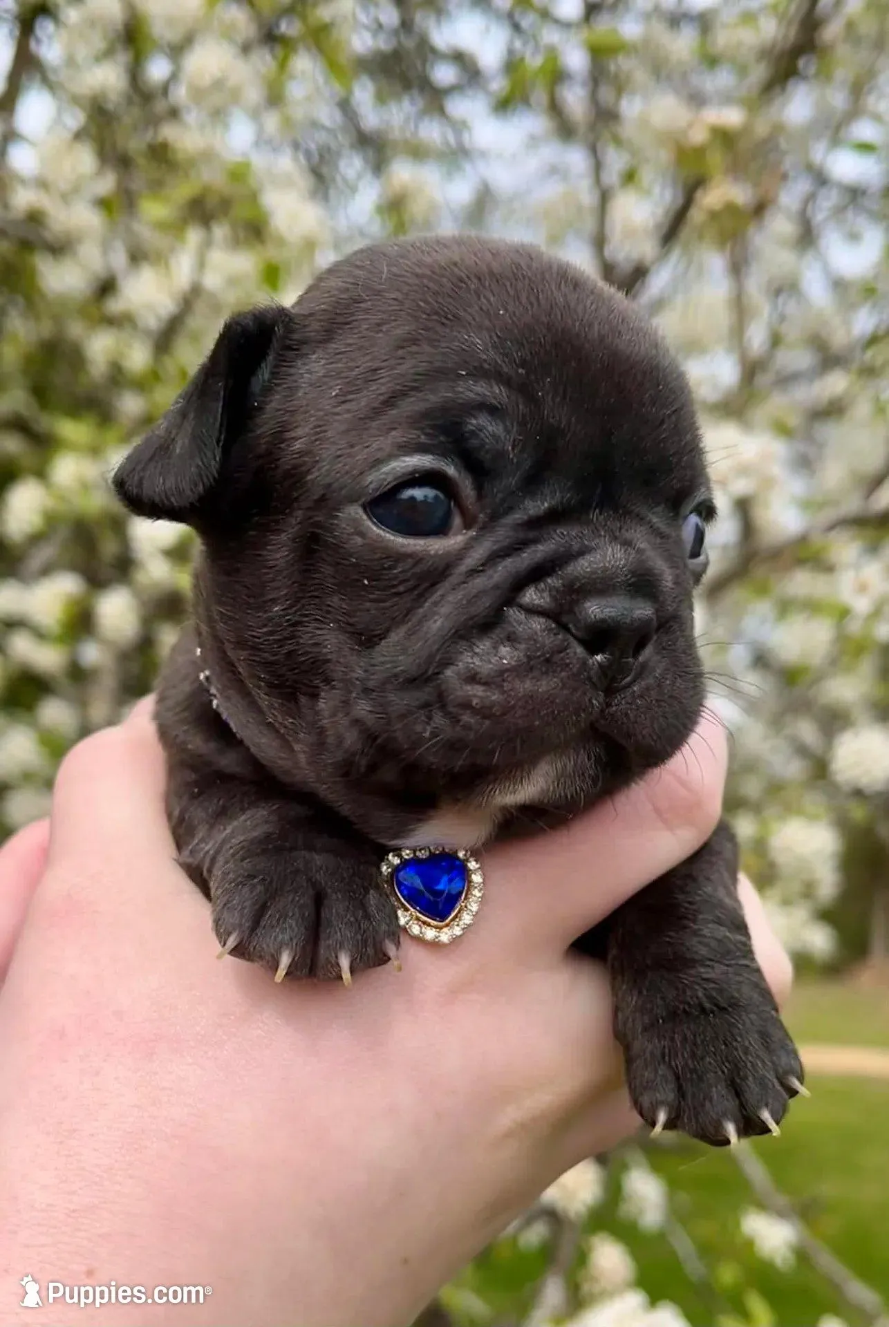 LUNA – French Bulldog puppy for sale in Asheboro, NC