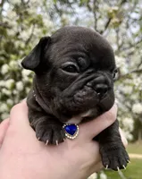 LUNA, a female French Bulldog for sale in Asheboro, NC – Photo 3 of 8