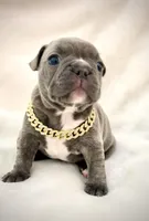 Rocky , a male French Bulldog for sale in Asheboro, NC – Photo 1 of 9