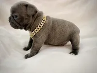 Rocky , a male French Bulldog for sale in Asheboro, NC – Photo 6 of 9