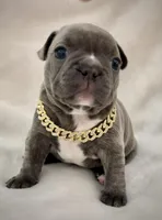 Rocky , a male French Bulldog for sale in Asheboro, NC – Photo 5 of 9