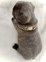 Rocky , a male French Bulldog for sale in Asheboro, NC – Photo 9 of 9