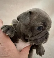 Rocky , a male French Bulldog for sale in Asheboro, NC – Photo 4 of 9