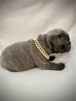 Rocky , a male French Bulldog for sale in Asheboro, NC – Photo 7 of 9