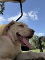 Amalfi - AKC Labrador Retriever , a female Labrador Retriever for sale in Spring Hill, FL – 2 of 9