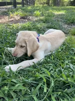 Amalfi - AKC Labrador Retriever , a female Labrador Retriever for sale in Spring Hill, FL – 4 of 9