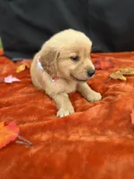 AKC Golden Retriever , a female Golden Retriever for sale in Spring Hill, FL – 3 of 10
