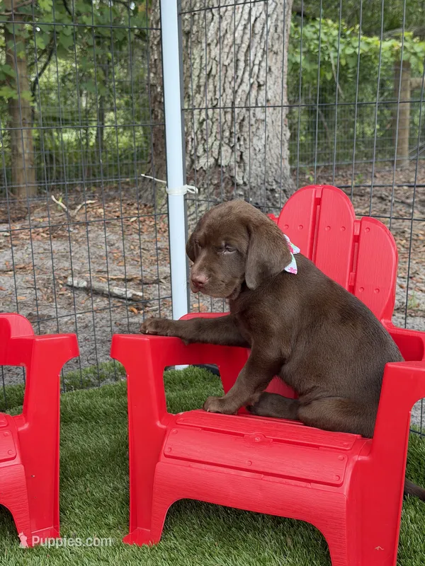 AKC Female Labrador Retriever  – Labrador Retriever puppy for sale in Spring Hill, FL