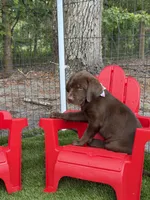 AKC Female Labrador Retriever , a female Labrador Retriever for sale in Spring Hill, FL – 1 of 10