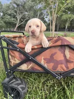 AKC Labrador Retriever , a male Labrador Retriever for sale in Spring Hill, FL – 9 of 9
