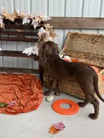 AKC Labrador Retriever Male, a male Labrador Retriever for sale in Spring Hill, FL – 5 of 8