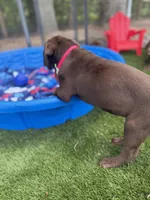 AKC Female Labrador Retriever , a female Labrador Retriever for sale in Spring Hill, FL – 7 of 10
