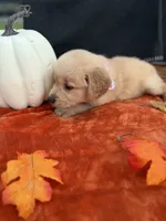 AKC Golden Retriever , a female Golden Retriever for sale in Spring Hill, FL – 9 of 10