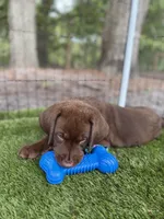 AKC Labrador Retriever Male, a male Labrador Retriever for sale in Spring Hill, FL – 4 of 9