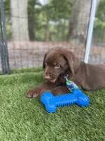 AKC Labrador Retriever Male, a male Labrador Retriever for sale in Spring Hill, FL – 2 of 9