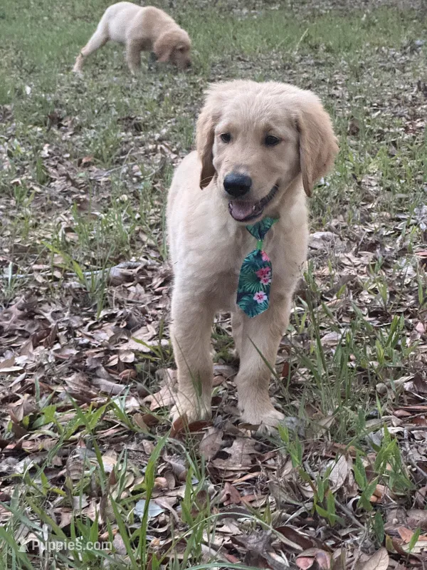 AKC Male Golden Retriever