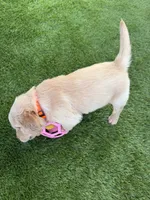  AKC Golden Retriever female , a female Golden Retriever for sale in Spring Hill, FL – 2 of 5