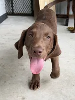 AKC Labrador Retriever Male, a male Labrador Retriever for sale in Spring Hill, FL – 8 of 10