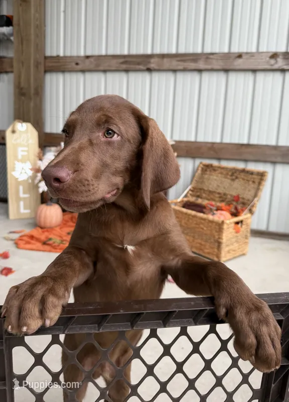 AKC Labrador Retriever Male – Labrador Retriever puppy for sale in Spring Hill, FL