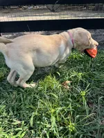 Amalfi - AKC Labrador Retriever , a female Labrador Retriever for sale in Spring Hill, FL – 7 of 9