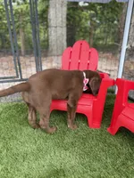 AKC Female Labrador Retriever , a female Labrador Retriever for sale in Spring Hill, FL – 6 of 10
