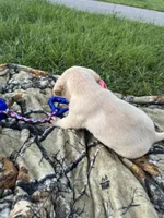 AKC Labrador Retriever , a male Labrador Retriever for sale in Spring Hill, FL – 7 of 9