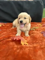 AKC Golden Retriever , a female Golden Retriever for sale in Spring Hill, FL – 10 of 10