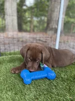 AKC Labrador Retriever Male, a male Labrador Retriever for sale in Spring Hill, FL – 1 of 9