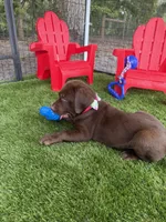 AKC Female Labrador Retriever , a female Labrador Retriever for sale in Spring Hill, FL – 4 of 10