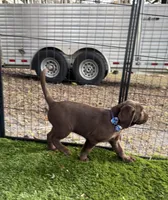 AKC Labrador Retriever, a male Labrador Retriever for sale in Spring Hill, FL – Photo 4 of 9