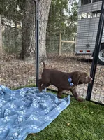 AKC Labrador Retriever, a male Labrador Retriever for sale in Spring Hill, FL – Photo 2 of 9