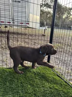 AKC Labrador Retriever, a male Labrador Retriever for sale in Spring Hill, FL – Photo 5 of 9