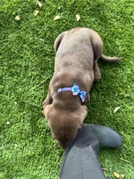 AKC Labrador Retriever, a male Labrador Retriever for sale in Spring Hill, FL – Photo 6 of 9