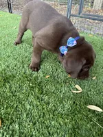 AKC Labrador Retriever, a male Labrador Retriever for sale in Spring Hill, FL – Photo 1 of 9