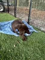 AKC Labrador Retriever, a male Labrador Retriever for sale in Spring Hill, FL – Photo 3 of 9