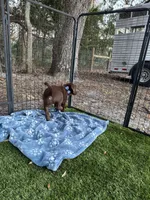 AKC Labrador Retriever, a male Labrador Retriever for sale in Spring Hill, FL – Photo 7 of 9