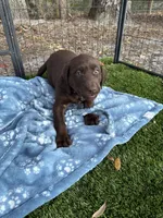 AKC Labrador Retriever, a male Labrador Retriever for sale in Spring Hill, FL – Photo 9 of 9