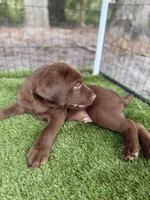 AKC Labrador Retriever Male, a male Labrador Retriever for sale in Spring Hill, FL – 3 of 9