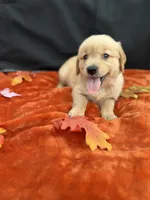 AKC Golden Retriever , a female Golden Retriever for sale in Spring Hill, FL – 4 of 10