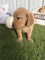 AKC Golden Retriever Male , a male Golden Retriever for sale in Spring Hill, FL – 1 of 9