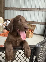 AKC Labrador Retriever Male, a male Labrador Retriever for sale in Spring Hill, FL – 2 of 10