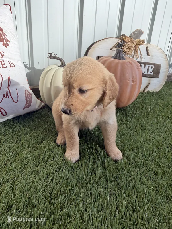  AKC Golden Retriever female  – Golden Retriever puppy for sale in Spring Hill, FL
