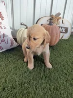  AKC Golden Retriever female , a female Golden Retriever for sale in Spring Hill, FL – 1 of 5