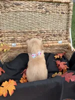 AKC Golden Retriever , a female Golden Retriever for sale in Spring Hill, FL – 8 of 10