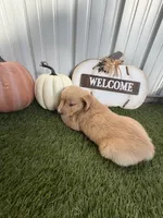  AKC Golden Retriever female , a female Golden Retriever for sale in Spring Hill, FL – 4 of 5
