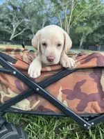 AKC Labrador Retriever , a male Labrador Retriever for sale in Spring Hill, FL – 6 of 9