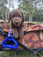 AKC Labrador Retriever Male, a male Labrador Retriever for sale in Spring Hill, FL – 3 of 7