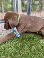 AKC Labrador Retriever Male, a male Labrador Retriever for sale in Spring Hill, FL – 6 of 9